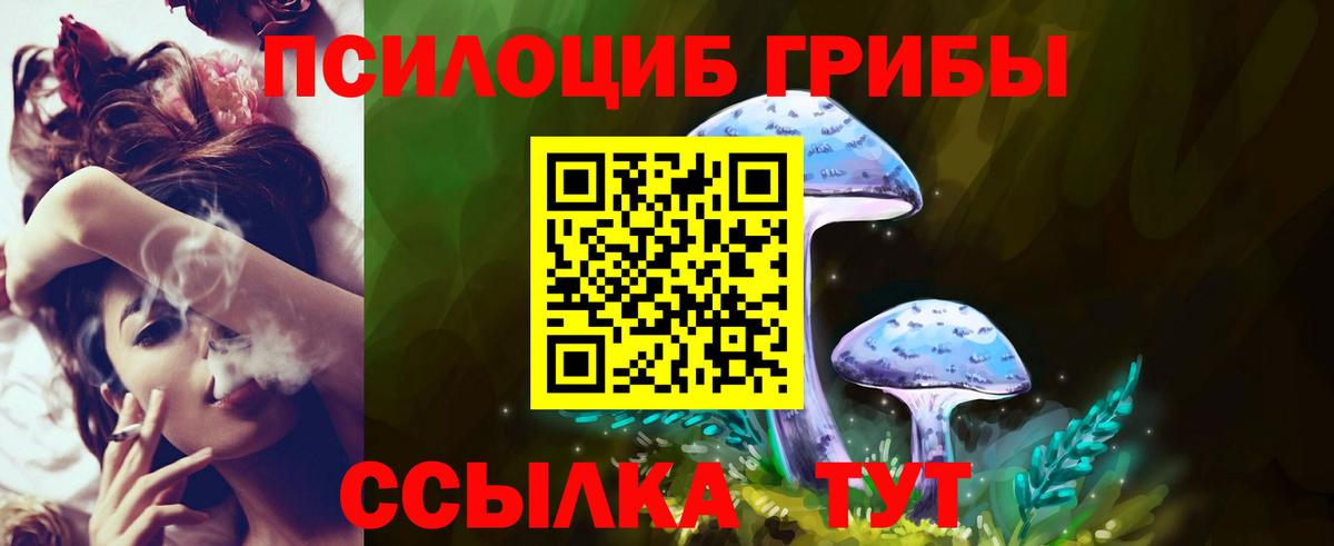 Галлюциногенные грибы Psilocybe Тихорецк